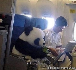 Panda plane