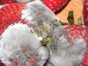 strawberries_moldy.jpg